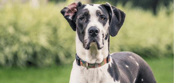 Great Dane dog