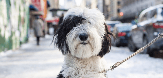 Sheepadoodle dog