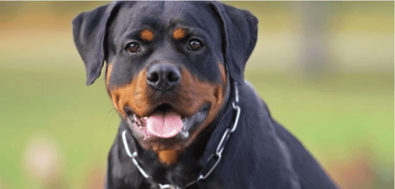 Rottweiler dog