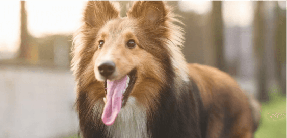 Shetland Sheepdog dog