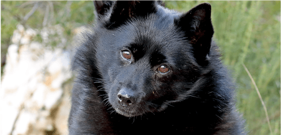 Schipperke dog