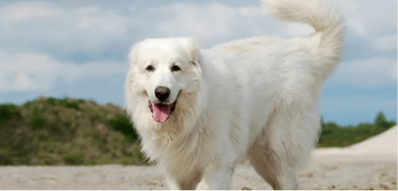 Great Pyrenees dog