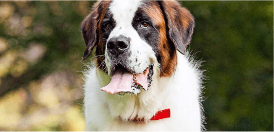 Saint Bernard dog