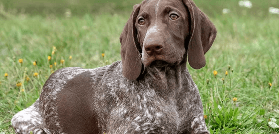 German Shorthaired Pointer dog