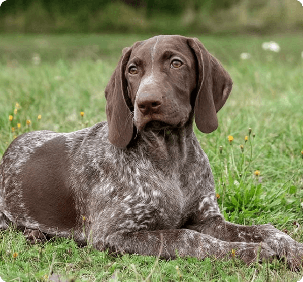 German Shorthaired Pointer dog