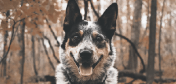 Australian Cattle dog