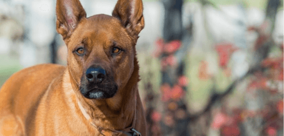 Akita Pit dog