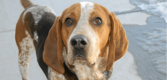 American English Coonhound dog