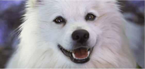 American Eskimo dog