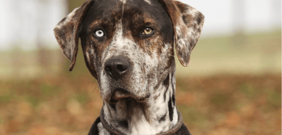 American Leopard Hound dog