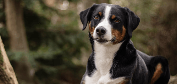 Appenzeller Sennenhunde dog