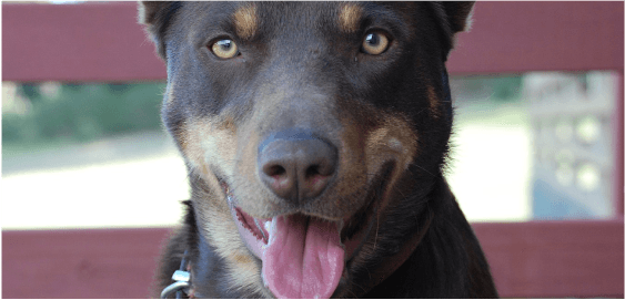 Australian Kelpie dog