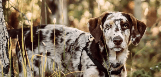 Australian Shepherd Lab Mix dog