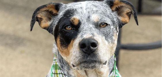 Australian Shepherd Pit Bull Mix dog