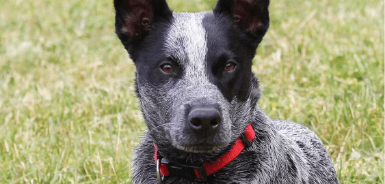 Australian Stumpy Tail Cattle dog