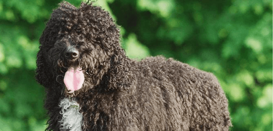 Barbet dog