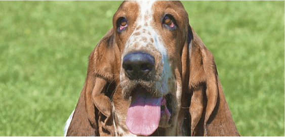 Basset Hound dog