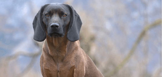 Bavarian Mountain Scent Hound dog