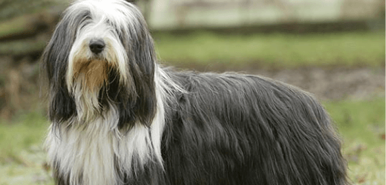 Bearded Collie dog