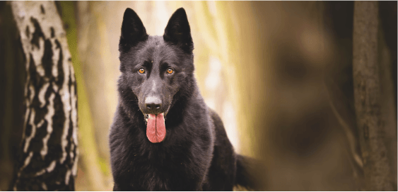 Belgian Sheepdog dog