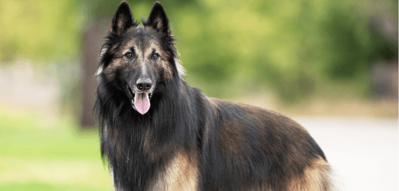 Belgian Tervuren dog