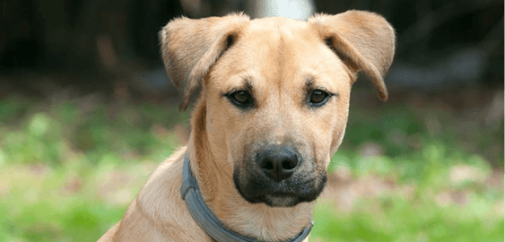 Black Mouth Cur dog