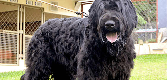 Black Russian Terrier dog