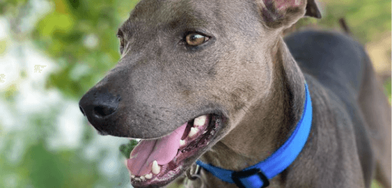 Blue Lacy dog