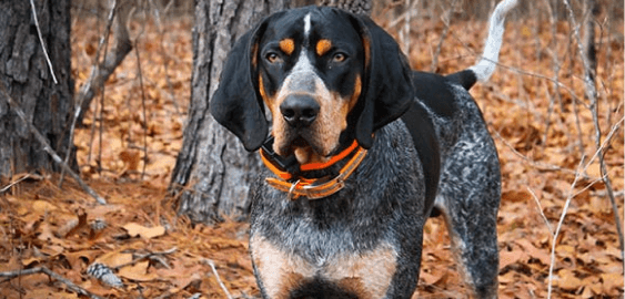 Bluetick Coonhound dog