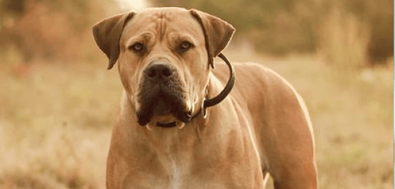 Boerboel dog