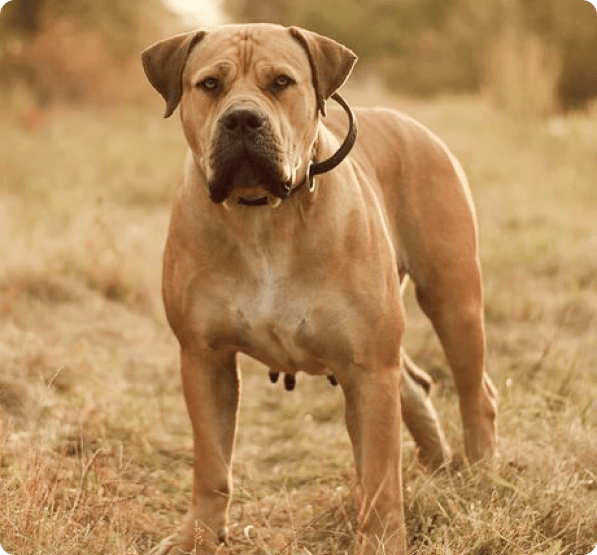 Boerboel dog