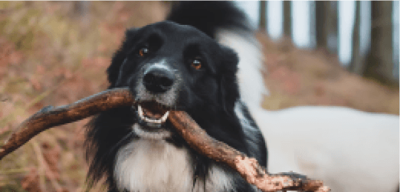 Border Collie dog