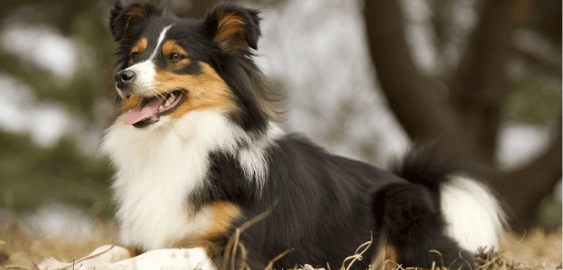 Border Sheepdog dog