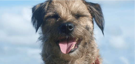 Border Terrier dog