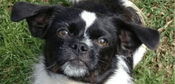 Boston Terrier Pekingese Mix dog