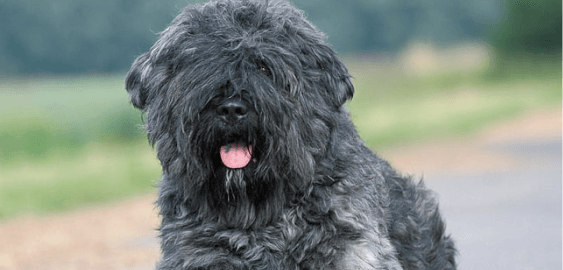 Bouvier des Flandres dog