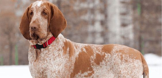 Bracco Italiano dog