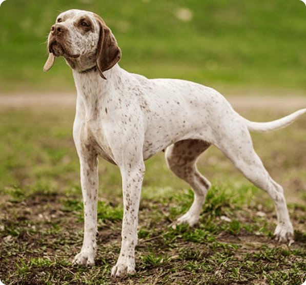 Braque du Bourbonnais dog