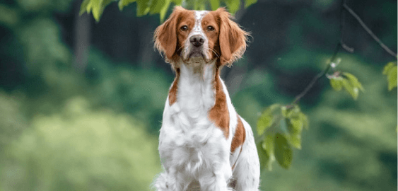 Brittany dog