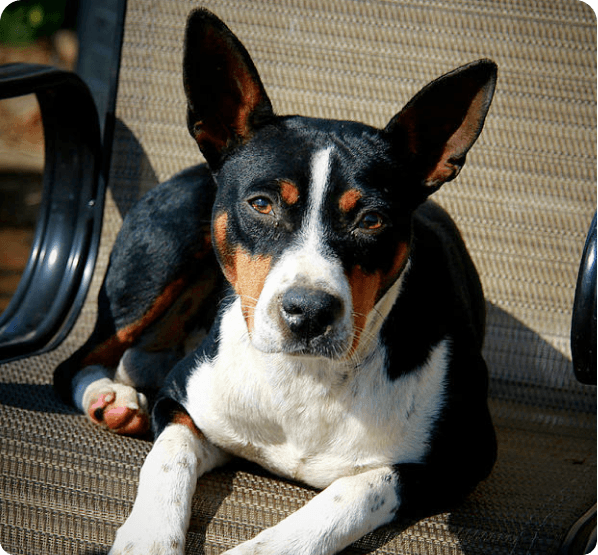 Rat Terrier Australian Shepherd Mix dog