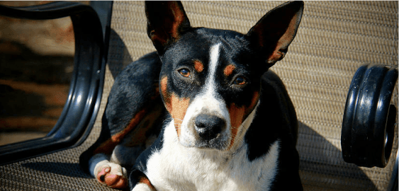 Rat Terrier Australian Shepherd Mix dog