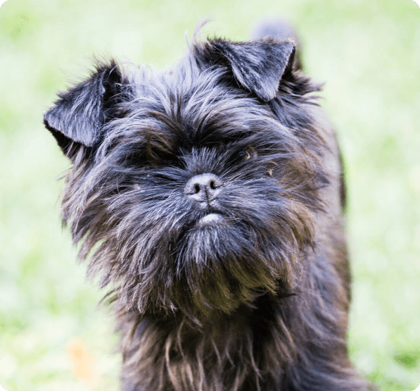 Affenpinscher dog