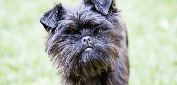 Affenpinscher dog