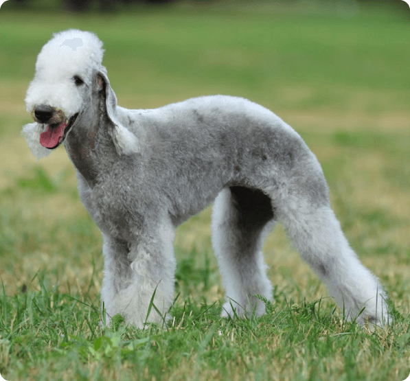 Bedlington Terrier dog