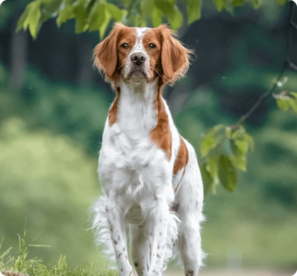 Brittany dog