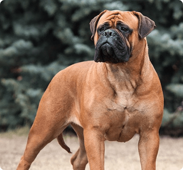 Bullmastiff dog