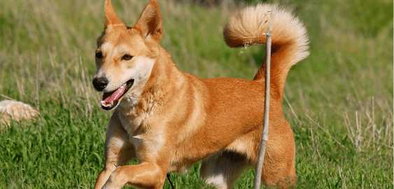 Canaan dog