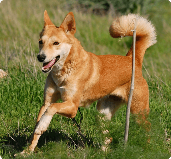 Canaan dog