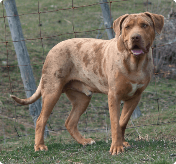 Catahoula Bulldog dog