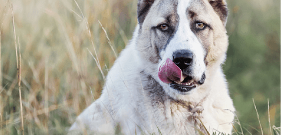 Central Asian Shepherd dog